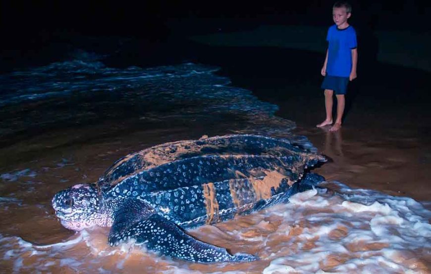 Turtle Watching Tour