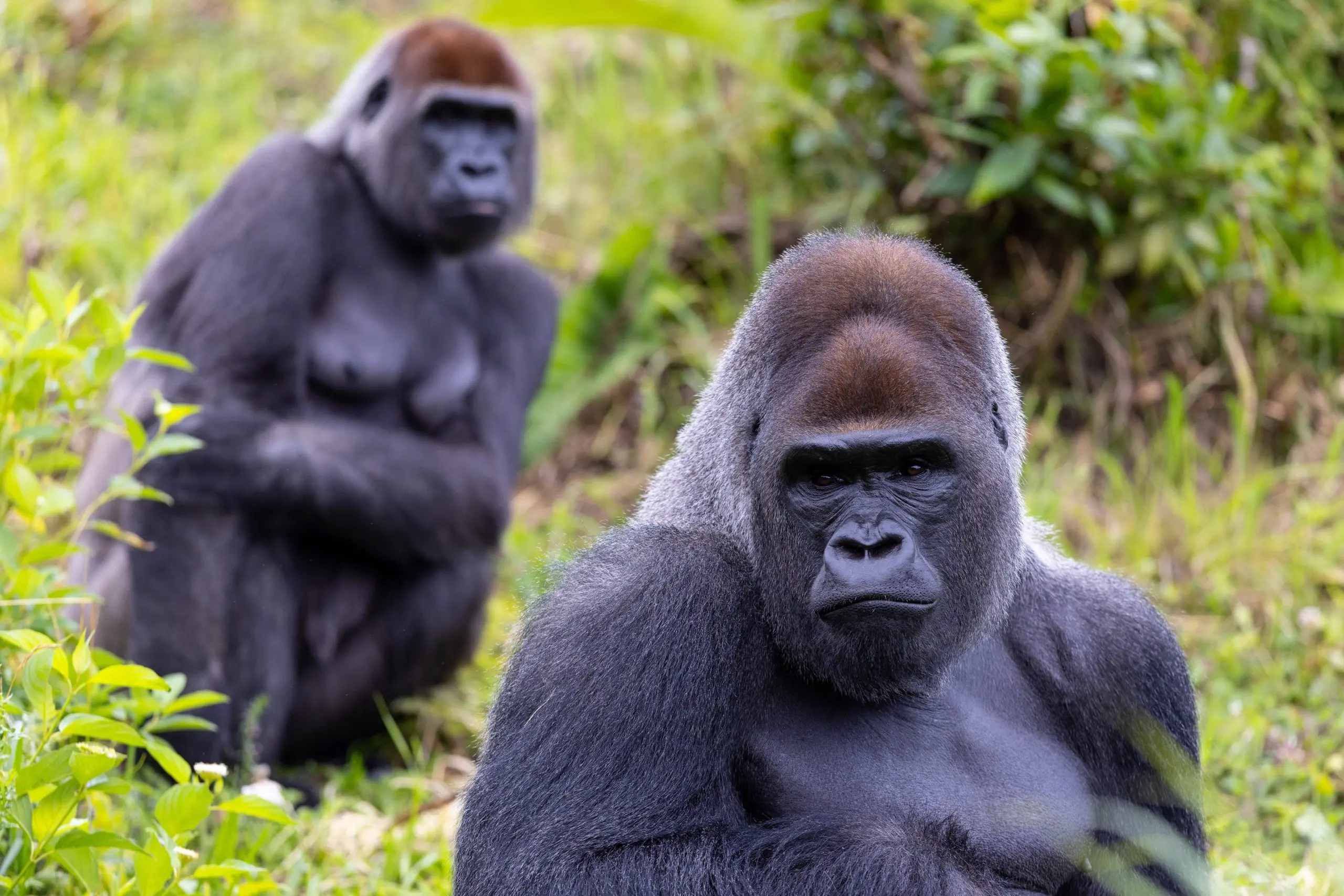 Gorilla Trek Independent Adventure